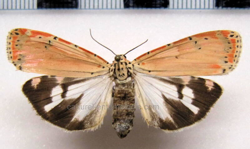 utetheisa_ornatrix_m_gf-standard.jpg