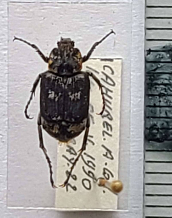 Valgus hemipterus  France