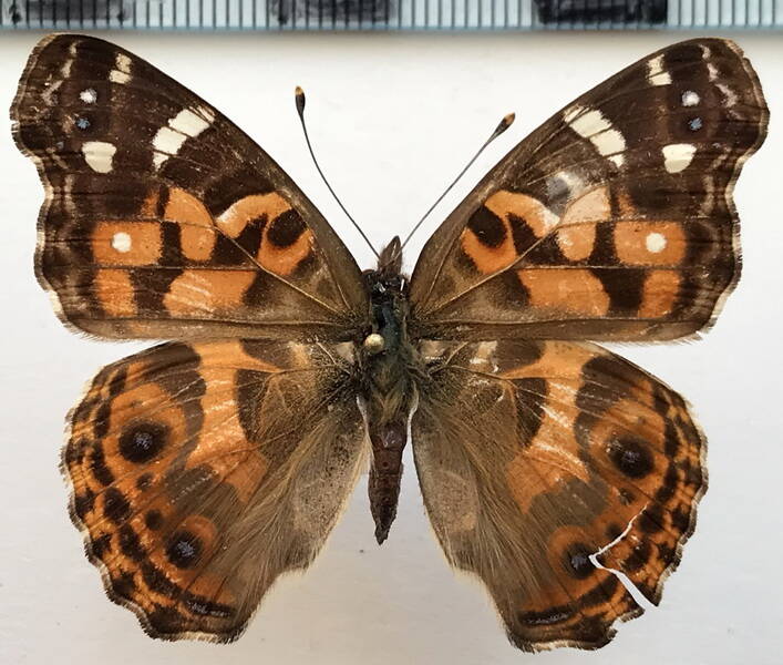 vanessa_brasiliensis_m_bresil-standard.jpg