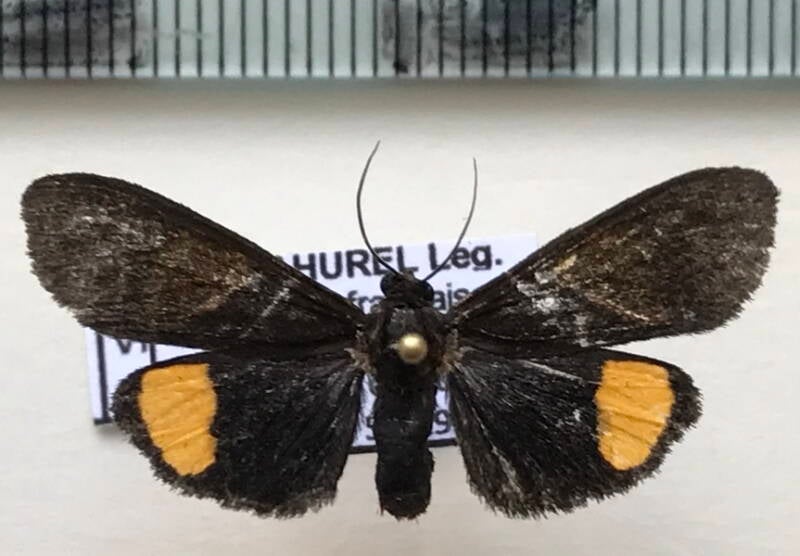 virbia_subapicalis_m02_gf-standard.jpg