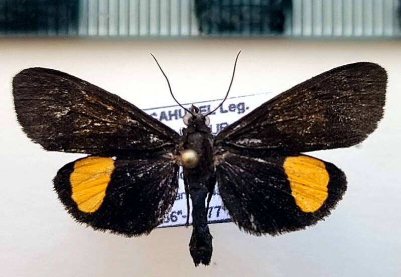 virbia_subapicalis_m03_eq-standard-nwkhvf.jpg