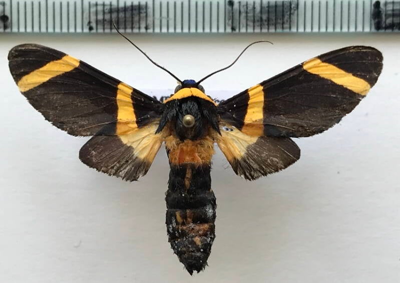 viviennea_griseonitens_m_col-standard.jpg