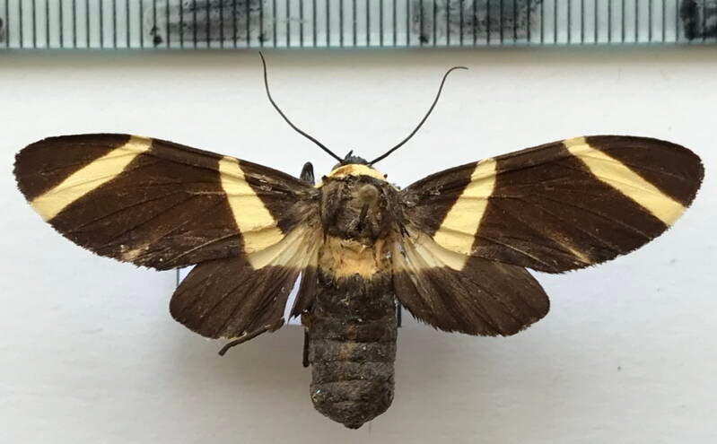 viviennea_zonana_f_bol-standard.jpg