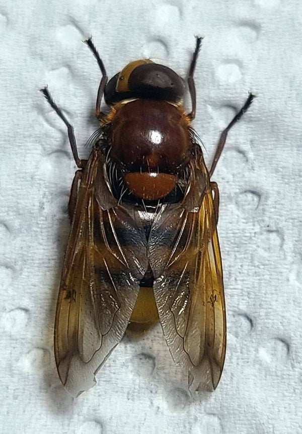 Volucella zonaria  France