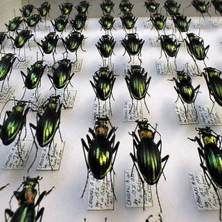 Carabus punctatoauratus