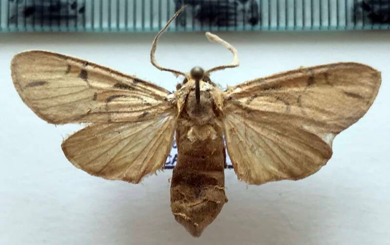 watsonidia_sp768_f02_col-standard.jpg