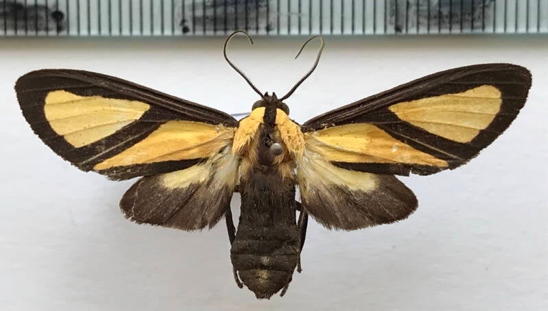 xanthoarctia_pseudameoides_f_gf-standard.jpg