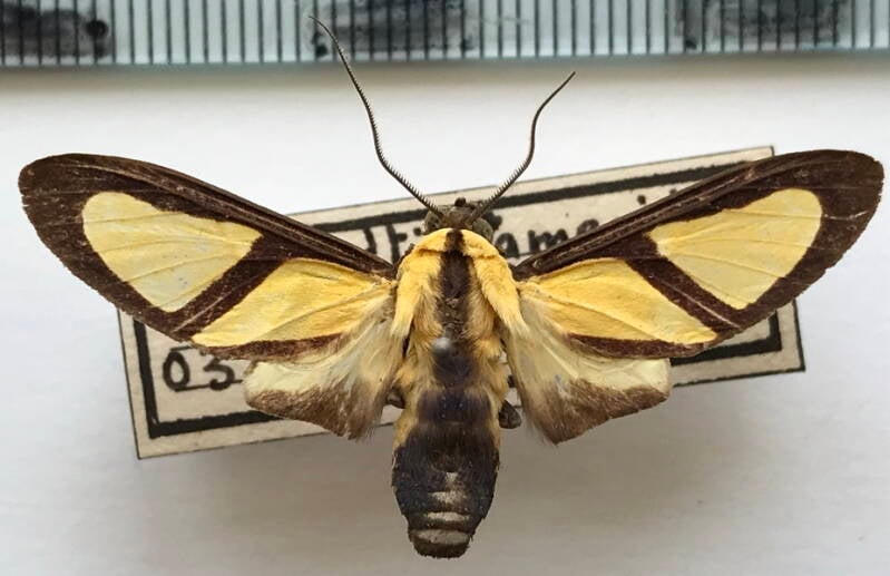xanthoarctia_pseudameoides_m_gf_2-standard.jpg