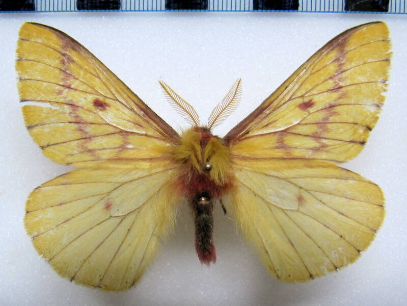 xanthodirphia_amarillae_costa-r_m-standard.jpg