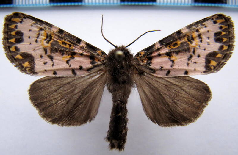 xanthopastis_tinais02_gf-standard.jpg
