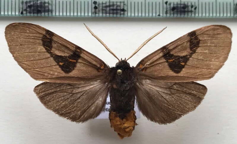 xanthophaeina_levis__m_br-standard.jpg