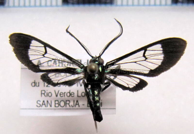 xanthyda_chalcosticta_bol-standard.jpg