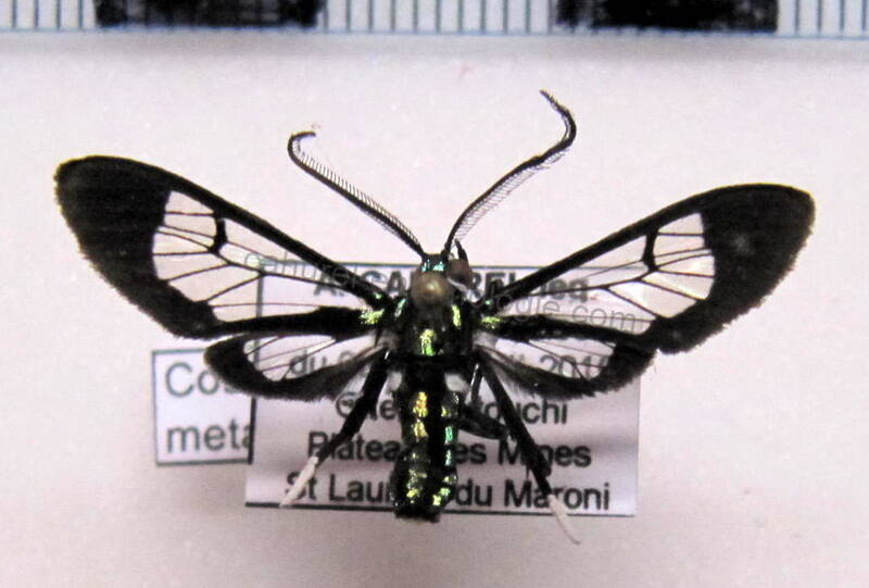 xanthyda_chalcosticta_gf01-standard.jpg