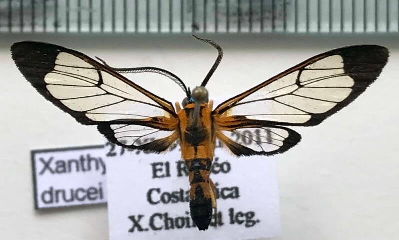 xanthyda_drucei_m_cr-standard.jpg