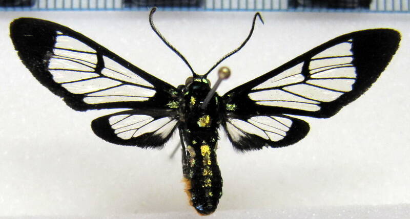 xanthyda_xanthosticta02_gf-standard.jpg