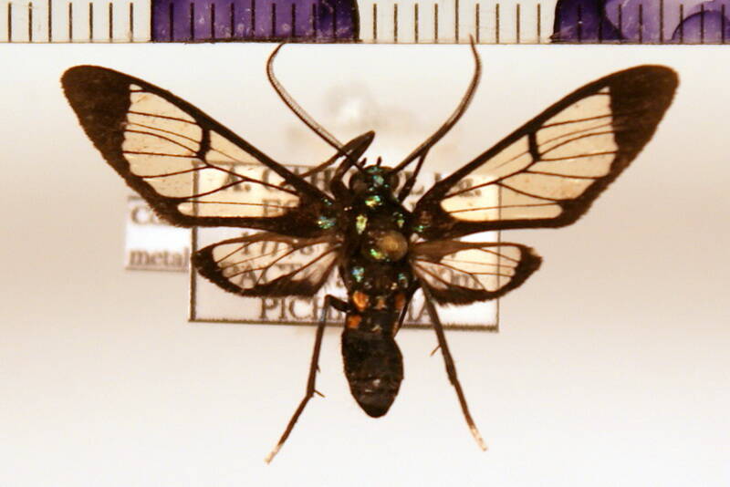 xanthyda_xanthosticta_m03_eq-standard-jl1w46.jpg
