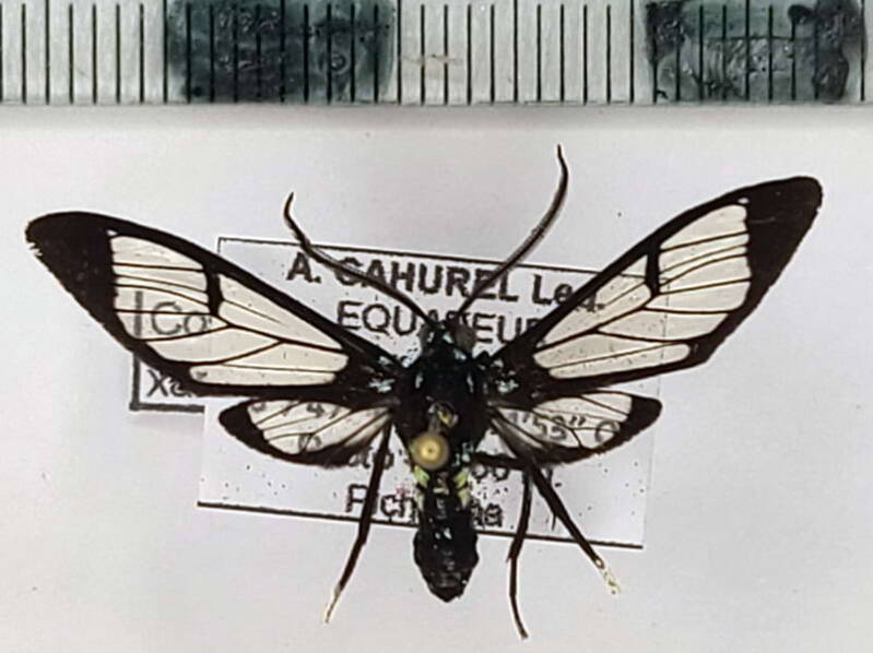 xanthyda_xanthosticta_m04_equateur-standard.jpg