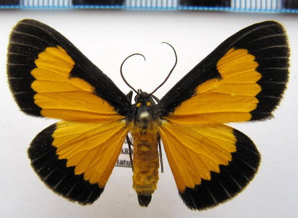 Xanthyris flaveolata mâle Equateur