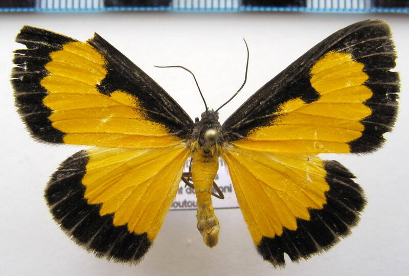 xanthyris_flaveolata_gf-standard.jpg