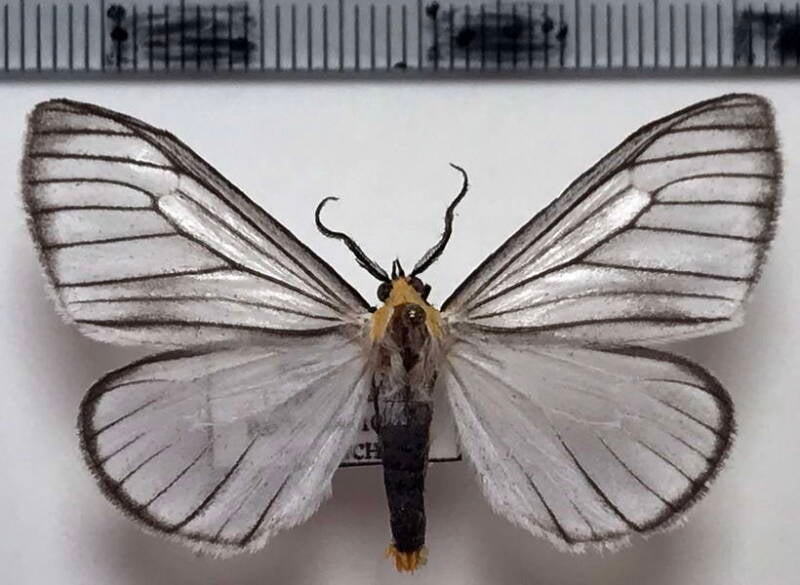 xenosoma_nigromarginatum_m_eq-standard.jpg