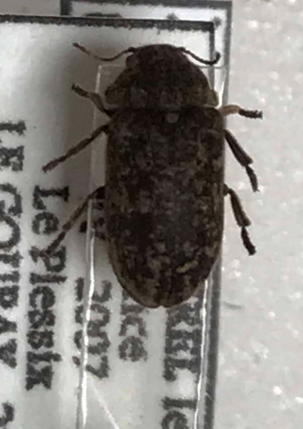 Xestobium rufovillosum  France