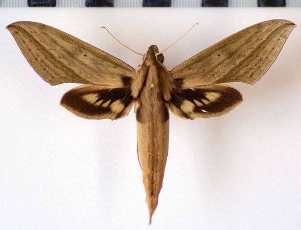 Xylophanes anubus mâle A1-  Guyane française
