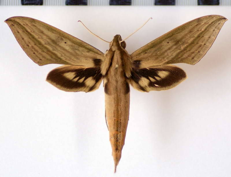 xylophanes_anubus_gf-standard.jpg