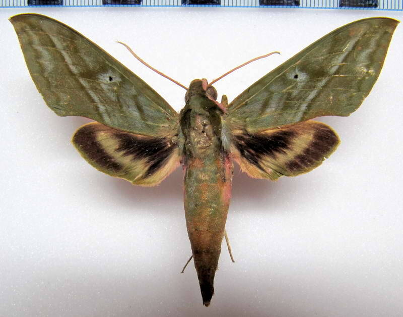 xylophanes_belti_mex-standard.jpg