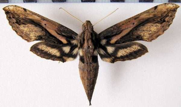 Xylophanes ceratomioides mâle A1-  Equateur