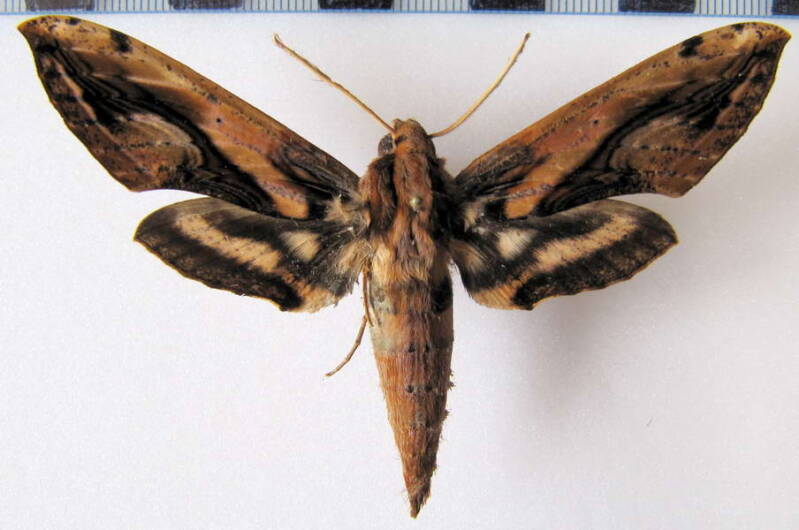 xylophanes_ceratomioides_mex_2-standard.jpg