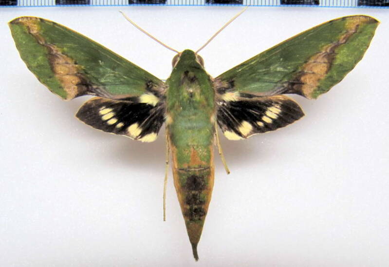 xylophanes_chiron_nechus_eq-standard.jpg