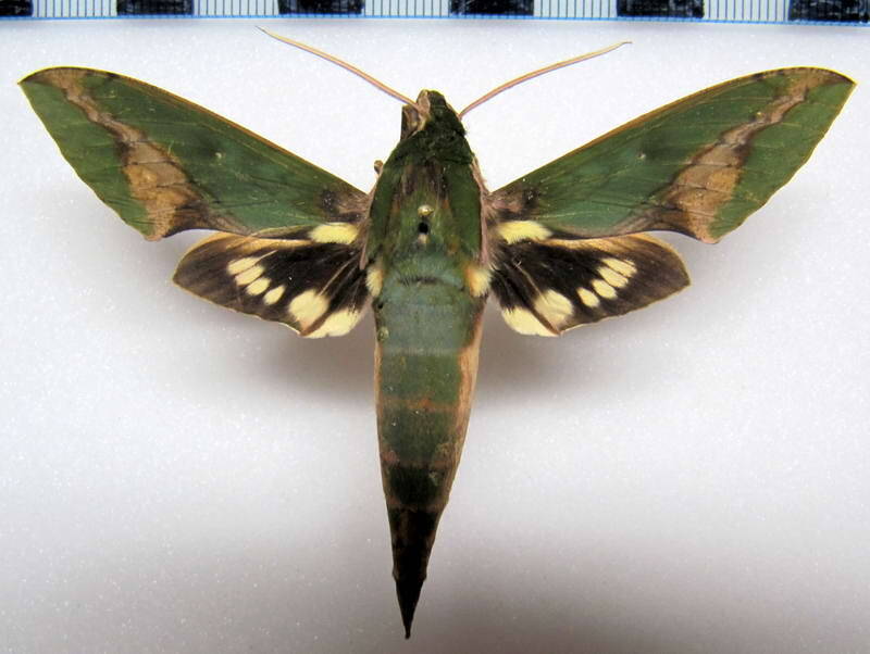 xylophanes_chiron_nechus_gf-standard.jpg
