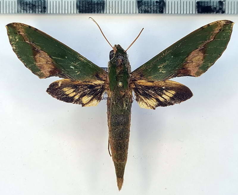 xylophanes_chiron_nechus_m_vnz-standard.jpg
