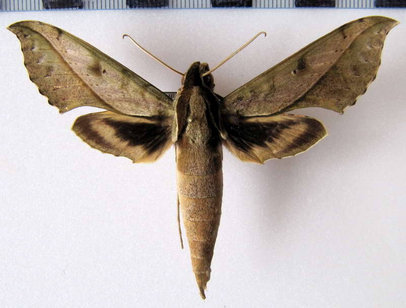 xylophanes_cosmius_eq-standard.jpg