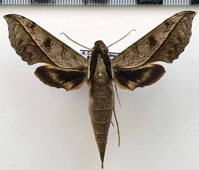 xylophanes_cosmius_m_eq-standard.jpg