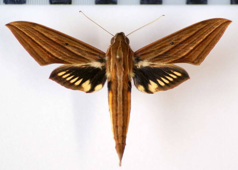 xylophanes_crotonis_eq-standard-9sq8ys.jpg