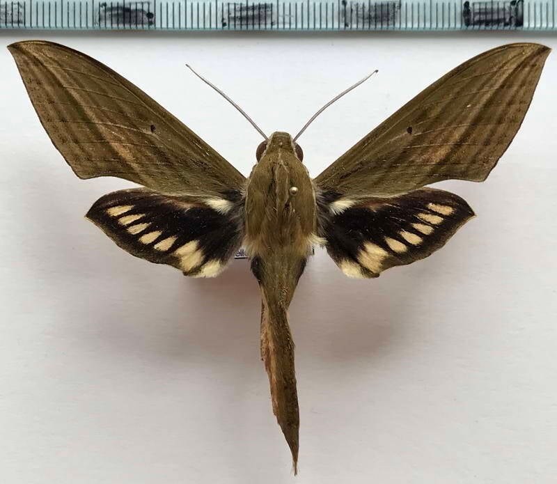 xylophanes_crotonis_m02_eq-standard.jpg