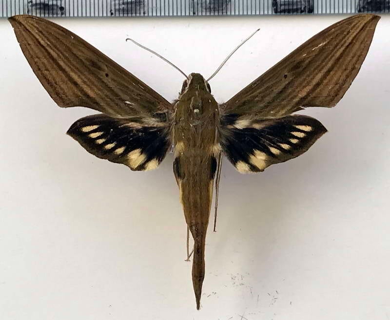 xylophanes_crotonis_m_eq-standard.jpg