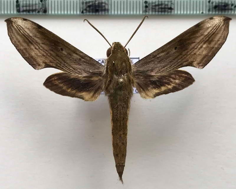 xylophanes_dolius_m_eq-standard.jpg