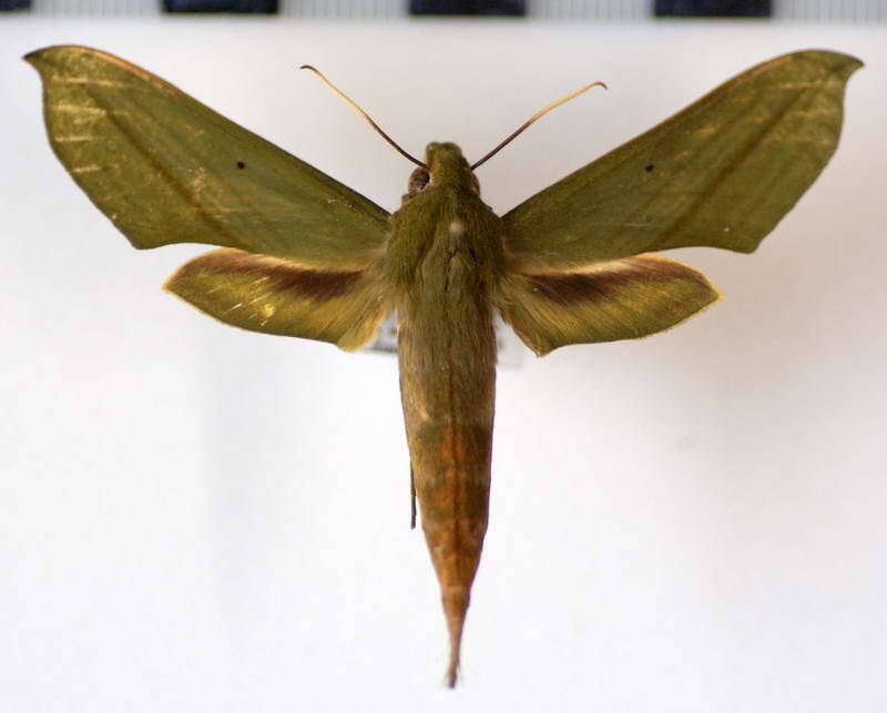 xylophanes_elara_gf-standard.jpg