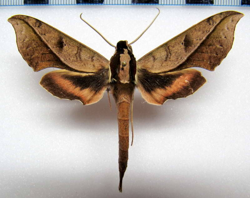 xylophanes_epaphus_gf-standard.jpg