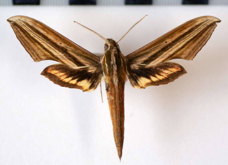 xylophanes_eumedon_mex-standard.jpg