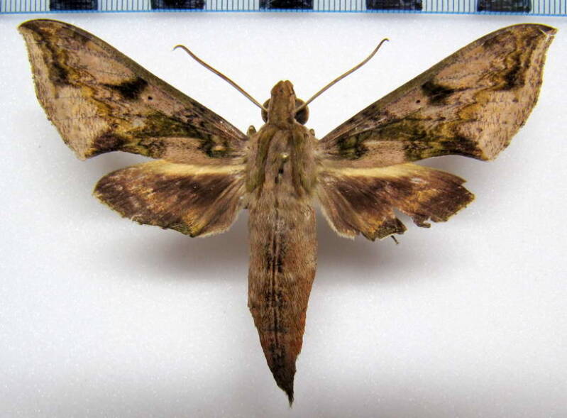 xylophanes_fusimacula_eq02-standard.jpg