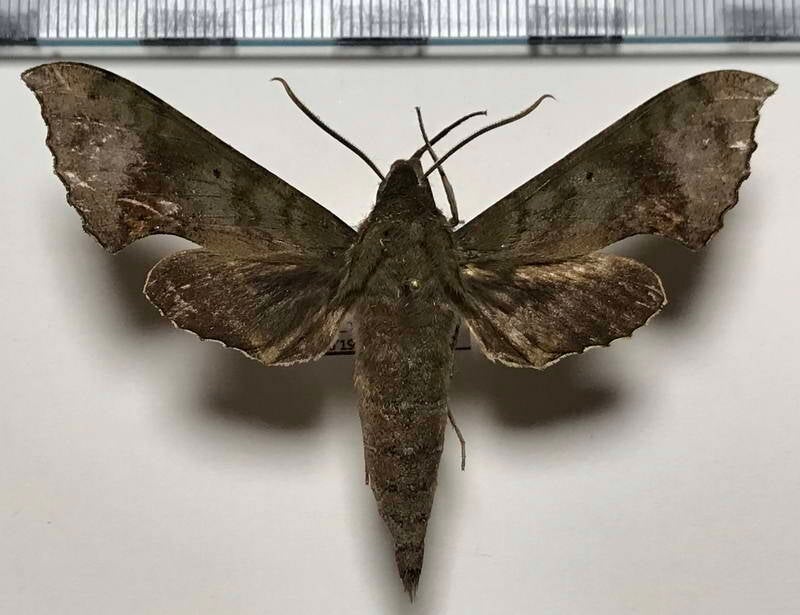 xylophanes_germen_m_eq-standard.jpg