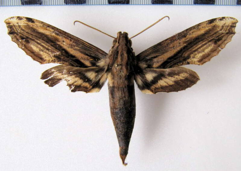 xylophanes_guianensis_eq-standard.jpg