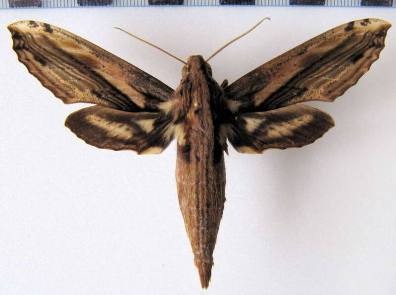 xylophanes_guianensis_gf-standard.jpg