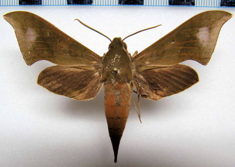 xylophanes_hannemani_mex-standard.jpg