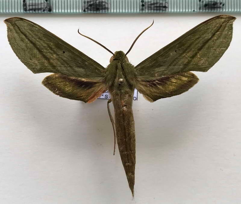 xylophanes_hydrata_m_eq-standard.jpg