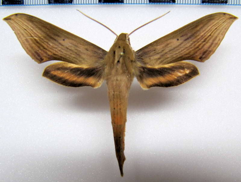 xylophanes_lybia_eq-standard.jpg
