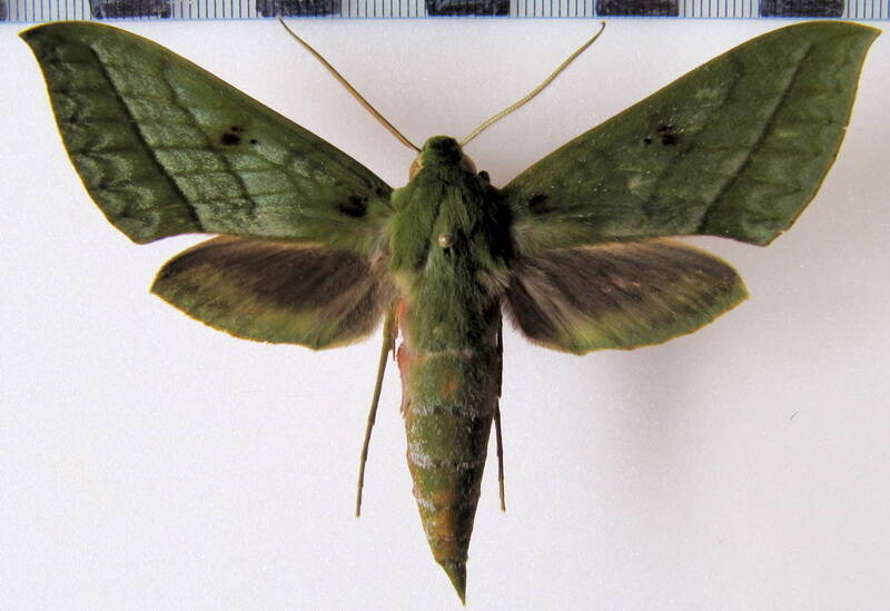 xylophanes_mirabilis_eq-standard-zesj4g.jpg